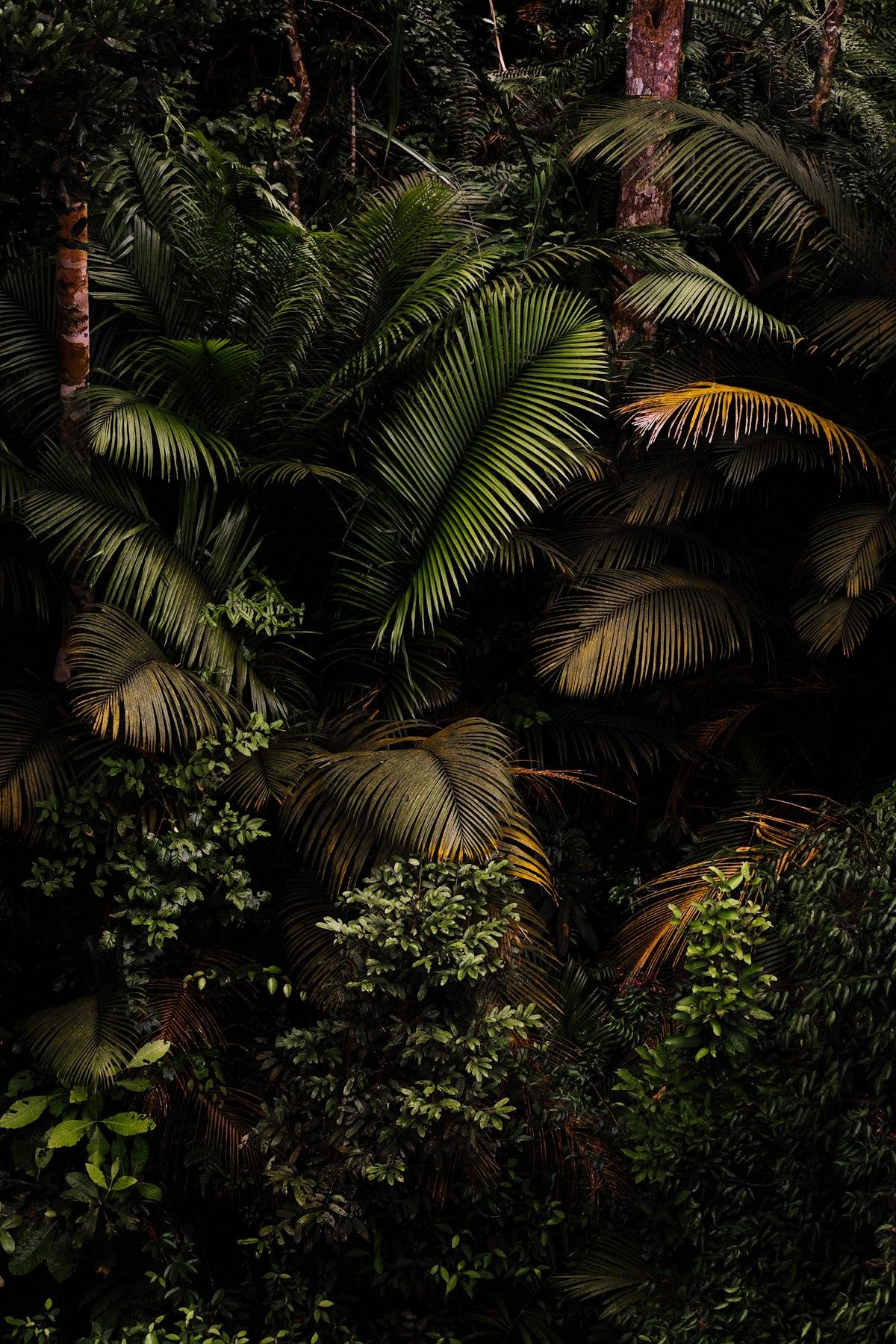 Dense palm fronds and tropical foliage in a dark forest canopy