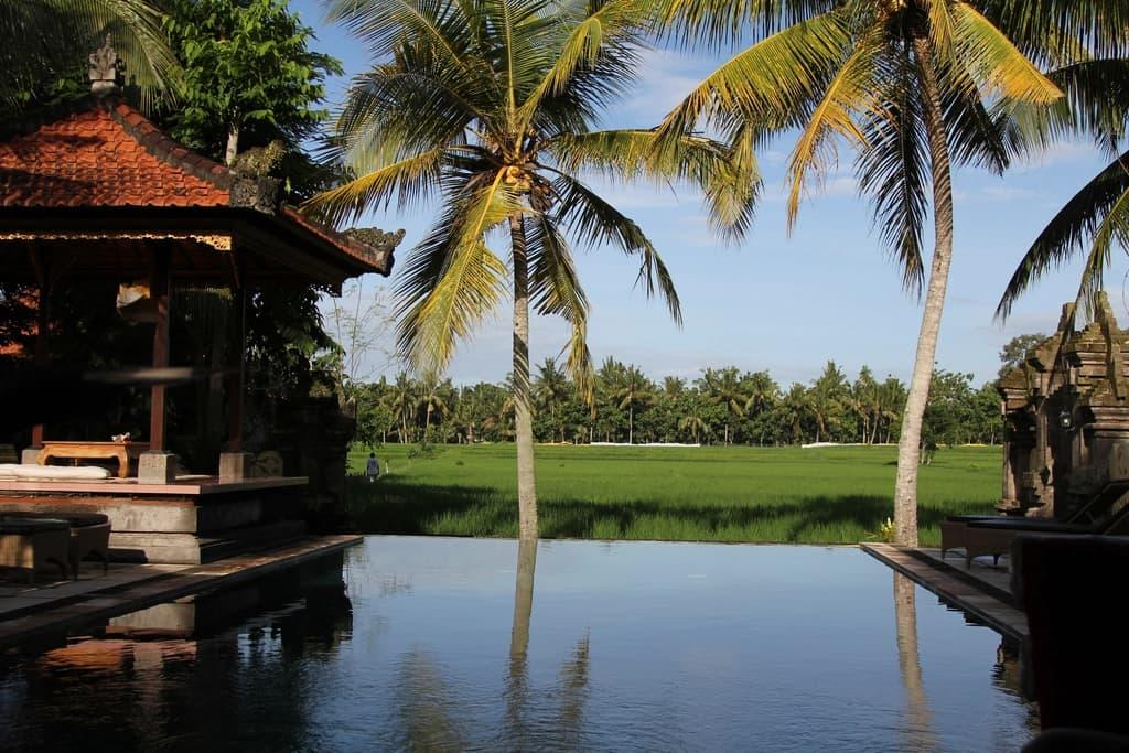 A swimming pool lined with palm trees