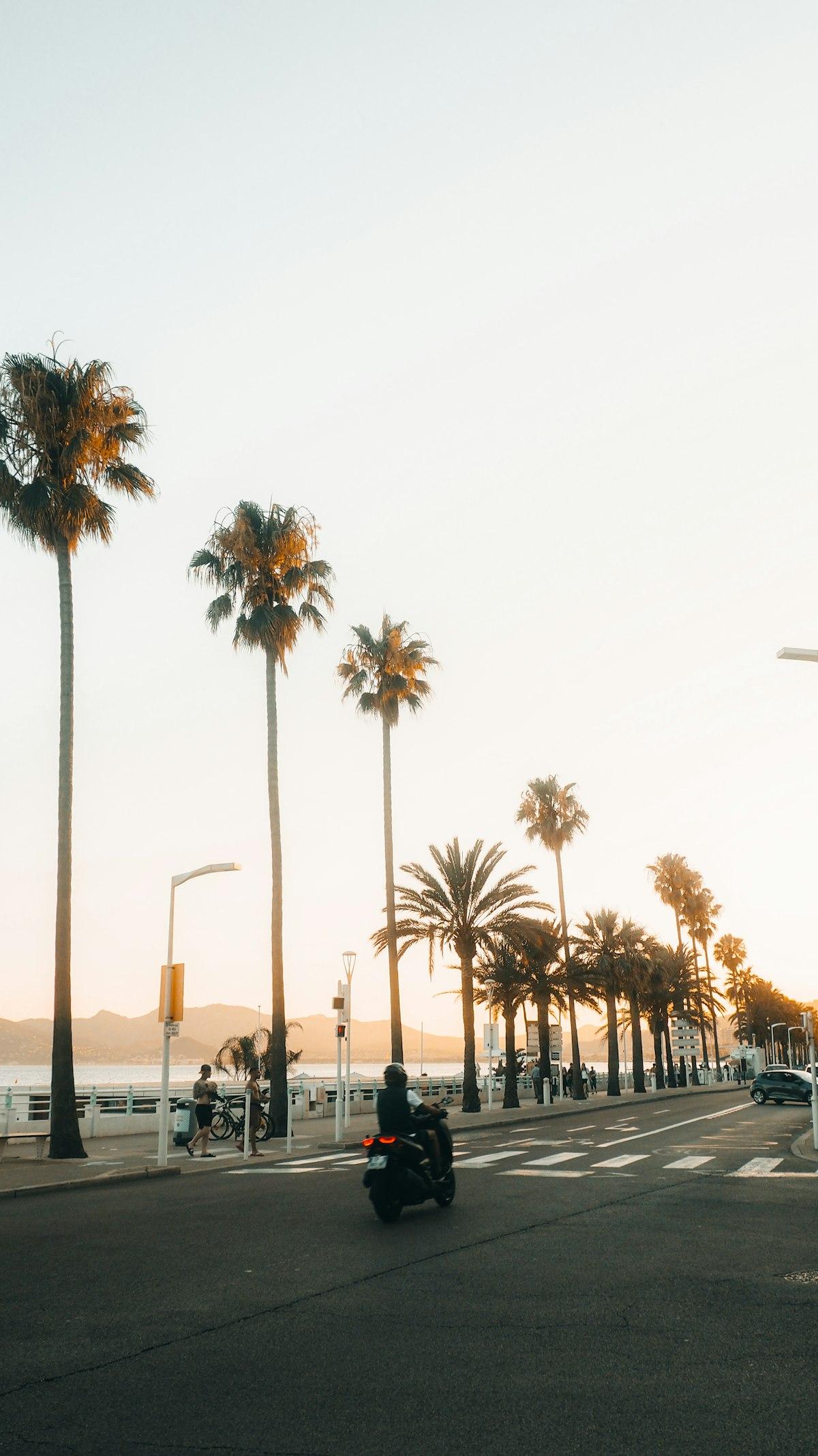 A scooter on a palm-lined coastal road at sunset