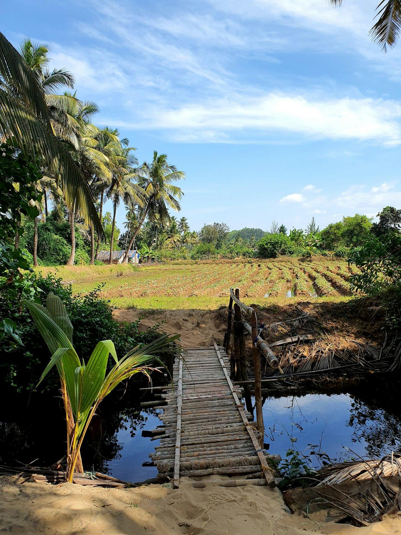 A narrow bamboo footbridge over a still creek, leading to fields fringed with coconut palms